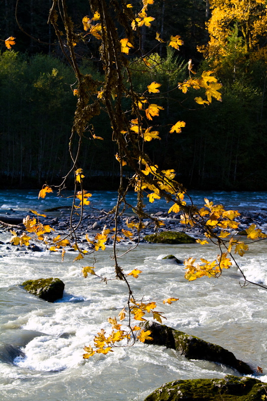 Fall Color Along The Elwha River